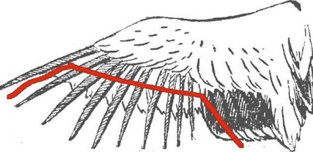 Схема на подрязване на крилото на токачка

