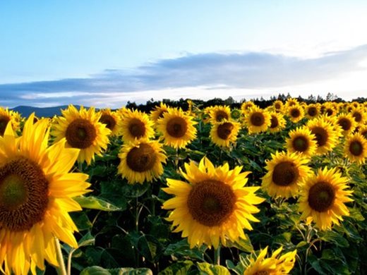 Казахстан въвежда квоти за износ на слънчогледово семе до 30 септември
