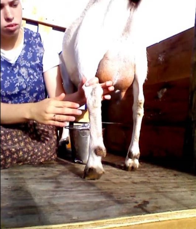 Правилното доене на козата има голямо значение
Снимки: YouTube