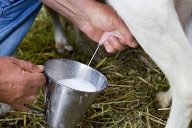 Ако веднага след покриването козата започне да дава повече мляко, значи е бременна