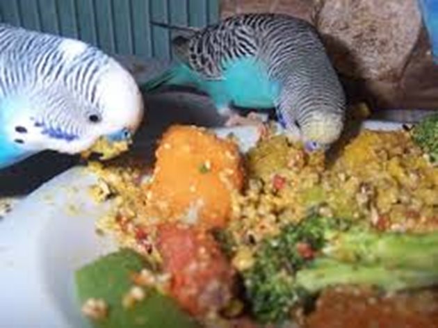 И не забравяйте, че папагалите са кулинари - обичат вкусната и добре приготвена храна