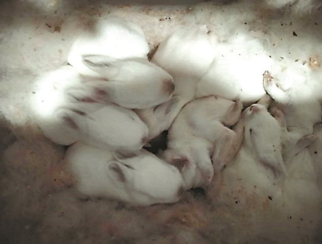 От инфекциозен стоматит боледуват най-често зайци на 25-40-дневна възраст
