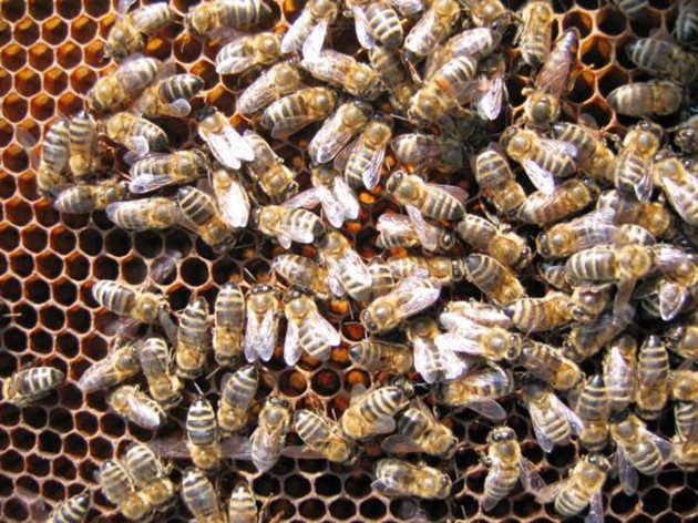 Опаразитеното семейство през зимата консумира повече мед. А през лятото медовата продукция е по-ниска.