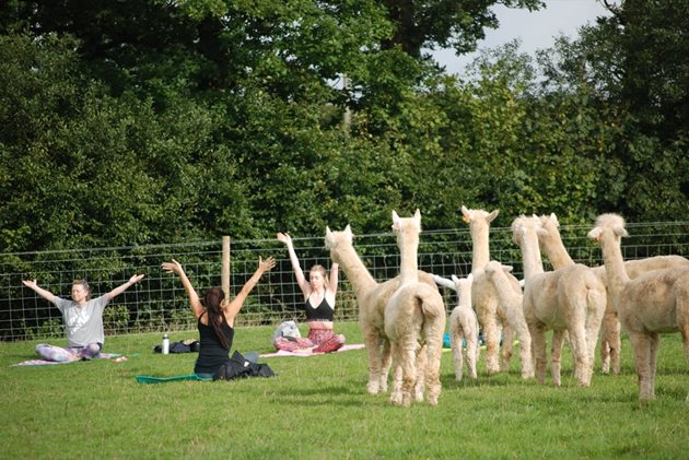 Часовете по йога със симпатичните алпаки на открито дават чудесни антистресови резултати