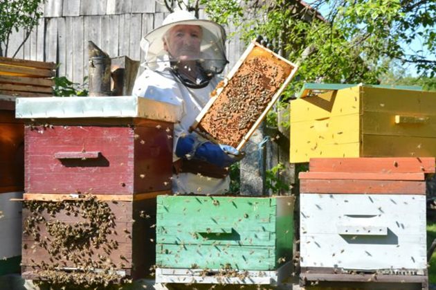Вносът на евтин фалшив мед заплашва всички пчелари в ЕС и в Хърватия. Снимка: Damir Spehar