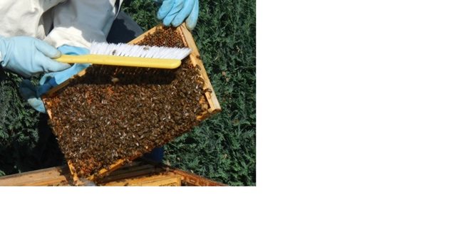  Пчелите от питите с мед може да се изтръскват с ръце. Но пчелите от питите с пило трябва да се отстраняват с четка, тъй като при резките движения запечатаното пило, което е в процес на какавидиране може да се повреди.