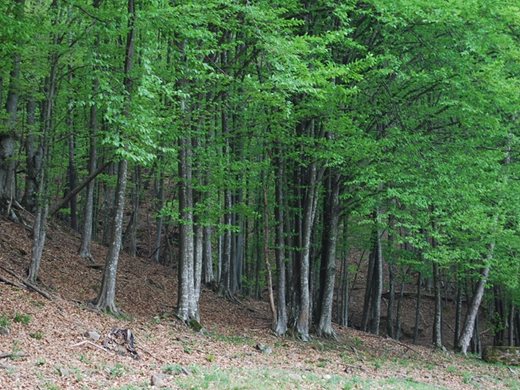 9000 хектара частни гори има на 
територията на Горско стопанство Габрово