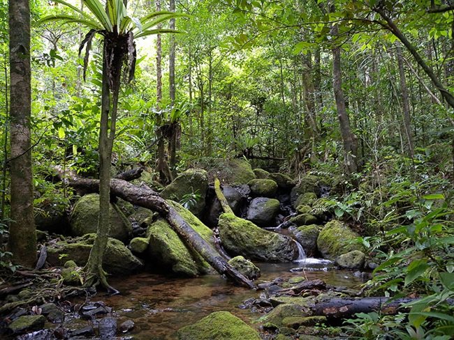 Влажните тропически гори на Атсинанана, Мадагаскар