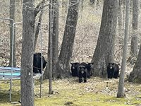 Неканени гости: Семейство мечки нахлуха в двор и скачаха на батут (Видео)