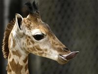 Жирафът - един от най-чевръстите чистници в природата