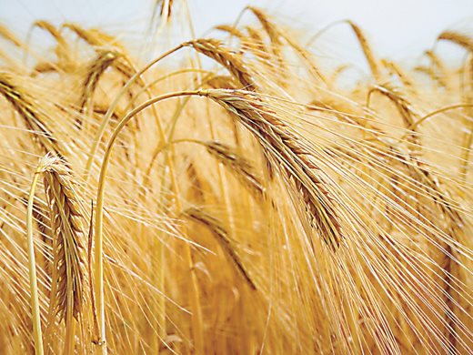 Васил Симов: Стабилни цени на пшеницата на старта на кампанията
