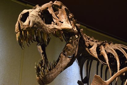 Скелет на динозавър бе продаден за $6,1 милиона на търг в Ню Йорк