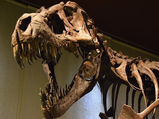 Скелет на динозавър бе продаден за $6,1 милиона на търг в Ню Йорк