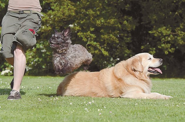Можете да научите кучето си да прескача обекти, включително други животни