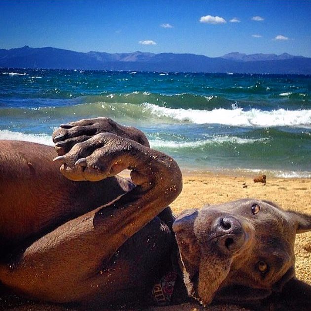 Ще се върна като шоколад Снимка: beachdogsofig