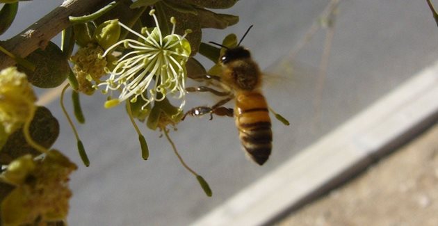 Пчелите от вида Apis mellifera syriaca произвеждали осем пъти повече мед от местните видове, при това хапели по-малко