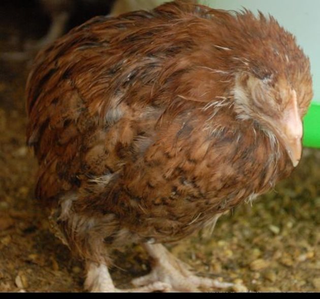 Болните от кокцидиоза птици стоят с наведена глава и затворени очи