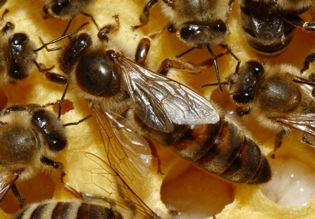 Всеки пчелар трябва да знаят тези особености, свързани с яйценосната дейност на майката, за да може да подпомага майката и цялото семейство.
