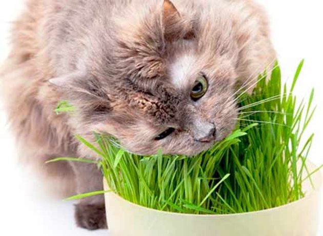 Тревата е жизнено необходима за котките