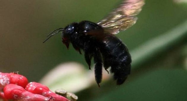 През зимата на 2015/2016 г. в Република Ирландия смъртността на британската черна пчела е била 29,5%, а в Северна Ирландия - 28,2%.