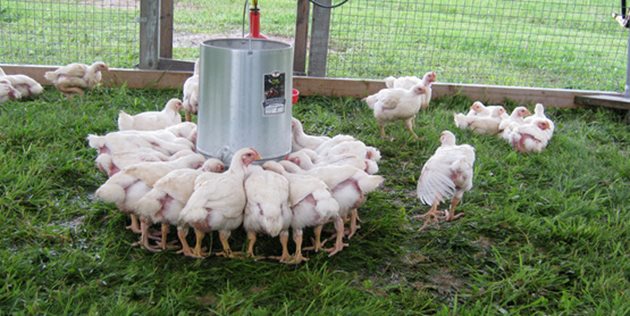 За профилактика на кокцидиоза птиците се изхранват със стандартни промишлено приготвени фуражни смески, съдържащи кокцидиостатици