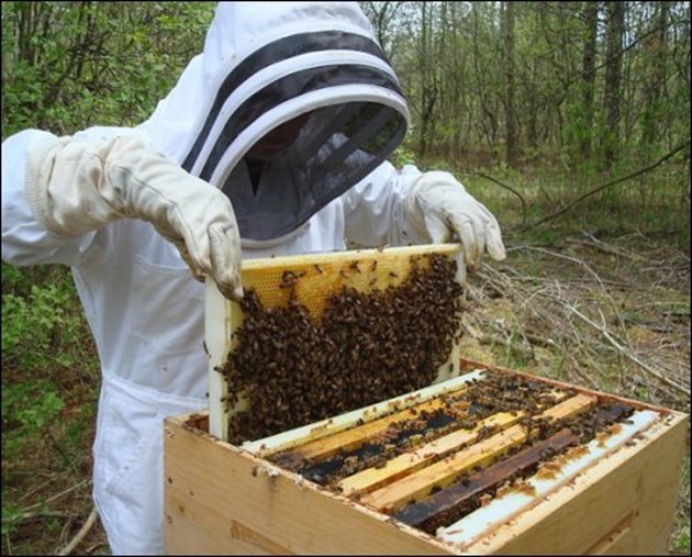 Магазините или корпусите се свалят или изолират от плодника, като се оставят отвори за преминаване на пчелите. Така се дава възможност на семейството да се организира и да се подготви за зимуване в плодника.