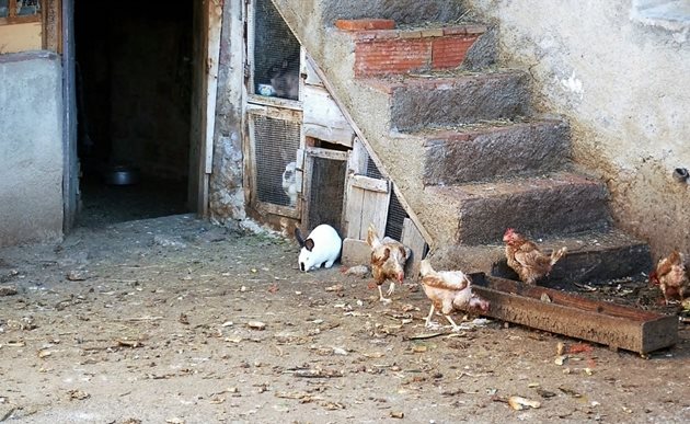 Недопустимо е смесеното отглеждане на кокошки и зайци заедно. Кокошките имат болести, които са изключително рискови за зайчето.