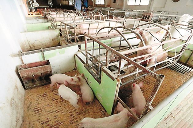С добавянето на нахут към храненето на свинете, прасетата ще станат по-здрави и ще осигурят на потребителите висококачествено месо.