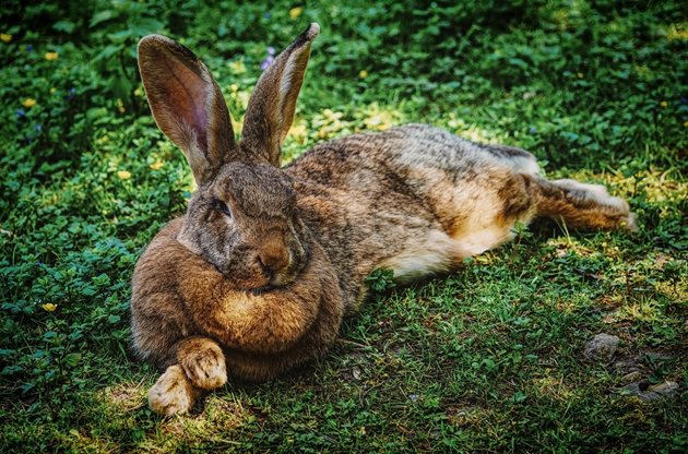 Ако зайкинята има много зайчета, те са по-трудни за носене, така че утробата на майката се освобождава от тях по-рано.