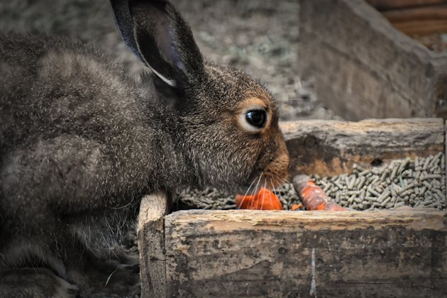Ако забележите, че зайците ви кихат или им текат сълзи, веднага им дайте антибактериален препарат с водата. Ако нещата не се оправят до 1-2 дни, на 3-ия вече търсете ветеринар.
