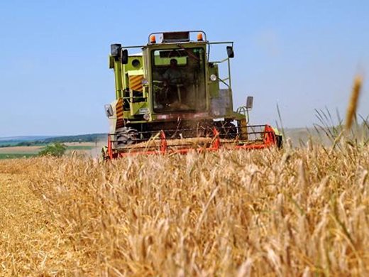 Житото с лошо качество от дъждовете, болести плъзват по слънчогледа и царевицата