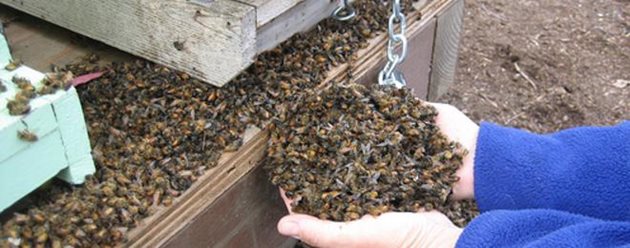 По неофициални данни от сдружението на пчеларите във Варненска област има изтровени над 200 пчелни семейства. Случилото се е заради безконтролно пръскане с препарати за растителна защита.
