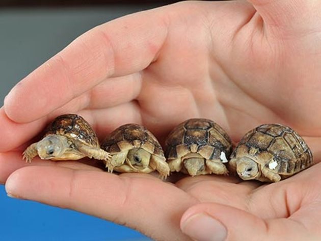 При създаване на условия, близки до естествените, костенурките могат да живеят и над 40 години