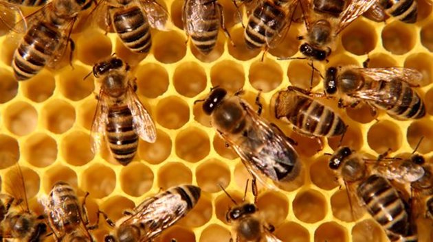 За създаването на нови пчелни семейства пчеларят ще направи необходимото на по-късен етап в удобно време