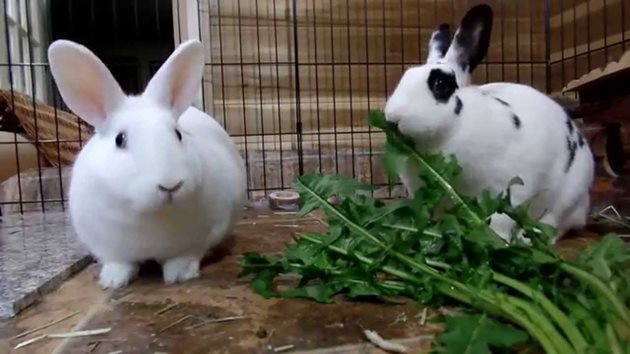 Зайците най-много харесват листата на глухарчето
Снимки: YouTube