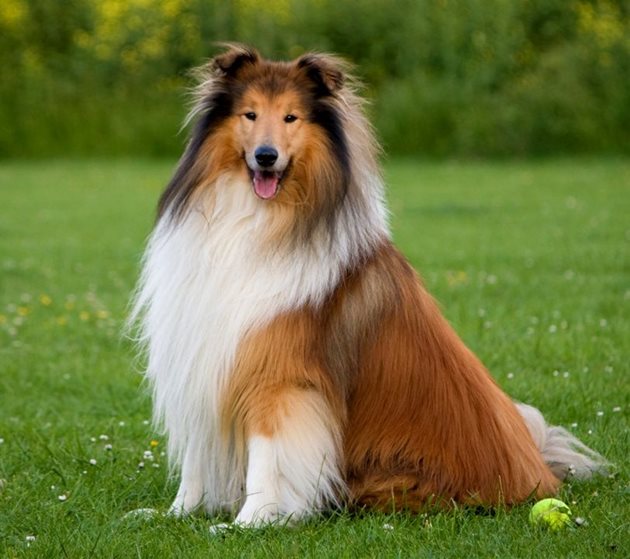 Колито е една от породите кучета, чувствителни към ивермектин и милбемицин