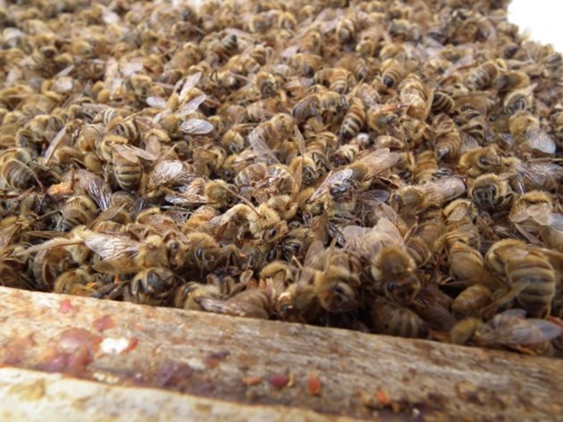 Тази година пчелите могат произвеждат само "жалки" количества мед, дори недостатъчно, за да се поддържат живи. През 2019 в Италия много пчелари намираха умрели пчелни семейства...от глад! 
