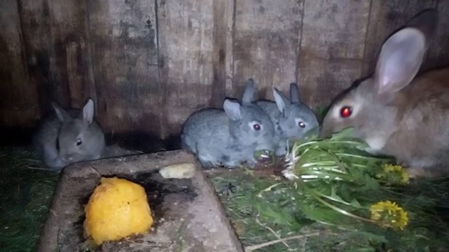 Може да изхранвате глухарчета на малките зайчета, след като те навършат 1-2 месеца
