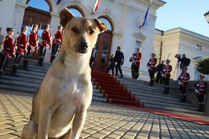 Кучето Фернанда мина по червения килим в първия работен ден на 48-ото народно събрание.