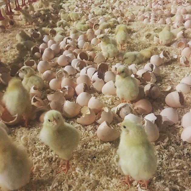 Скоро люпилните ще останат в миналото - бъдещето е на пилетата, които се излюпват в птицефермата Снимка: Deskgram