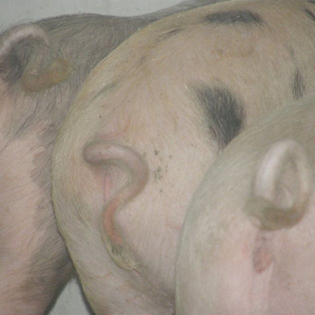 Във Финландия е забранено купирането на опашките на свинете