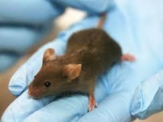 Създадоха изкуствени миши ембриони от стволови клетки
