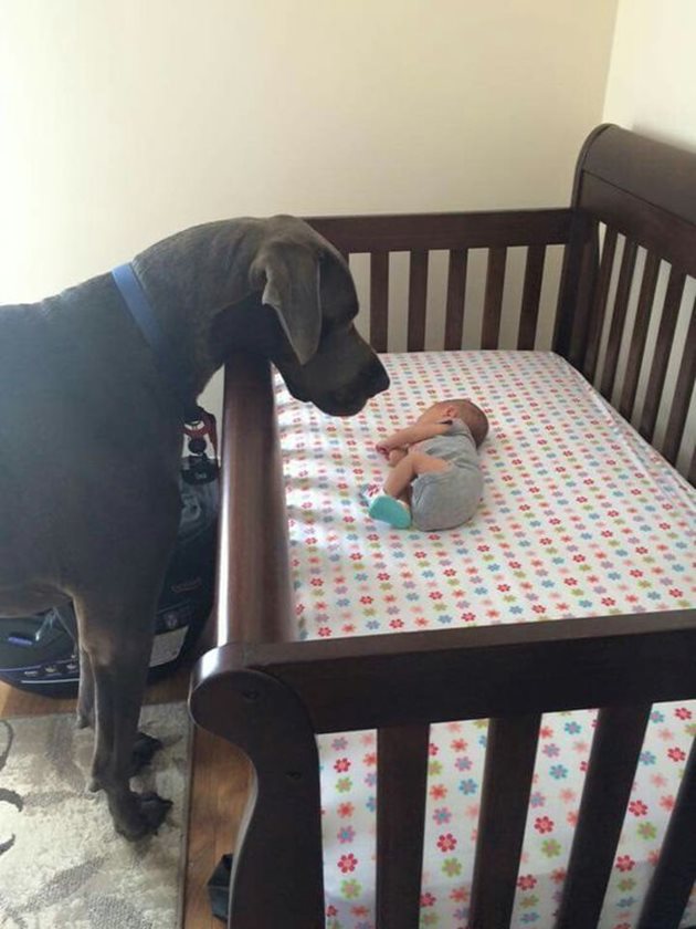 Подгответе правилно кучето към появата на бебето вкъщи