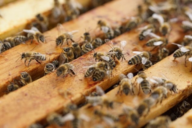 Като изключим зимата, обикновено пчелите-работнички живеят около 6 седмици или по-малко, работейки всеотдайно, докато крилцата им са прекалено увредени, за да летят.