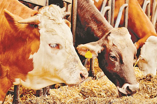 Според статистиката на Евростат животновъдството е относително екстензивно в балтийските държави-членки и България - с по-малко от 0,30 животински единици на хектар използвана земеделска площ.