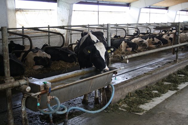 Кравите пият най-охотно вода след хранене и доене, като най-благоприятно влияние на храносмилателния процес оказва поене от 12 до 20 пъти в денонощие на малки порции