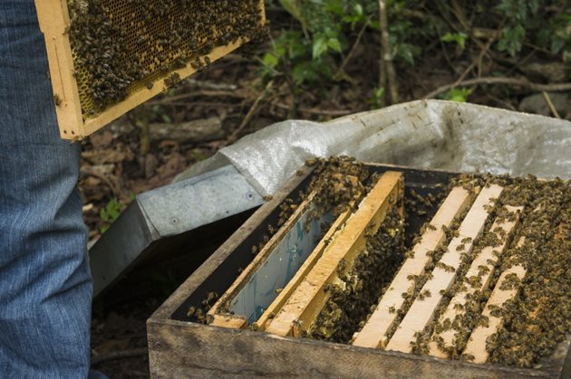  Ако липсват площи за снасяне, пчеларят трябва да прехвърли питите с прашец, на които няма пило, зад преградната дъска. А на тяхно място да постави празни пити, в които да продължи активното снасяне на яйца.