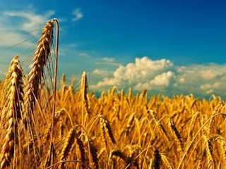 Колебливо движение на цените на различните зърнени култури по световните борси се наблюдава през седмицата