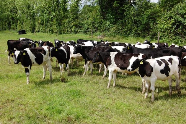 Крайната цел на отглеждането на ремонтни животни в кравефермата е да се осигури смяна на бракуваните крави, както и постигането на генетичен прогрес. Производителността на първескините в значителна степен влияе на общото производство на мляко и на печалбата на говедовъда.