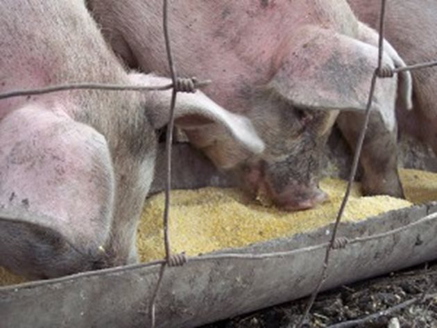 Изхранването на дажби със сочни фуражи - картофи, цвекло, тикви и др., се прилагат от 35 кг жива маса на прасетата.